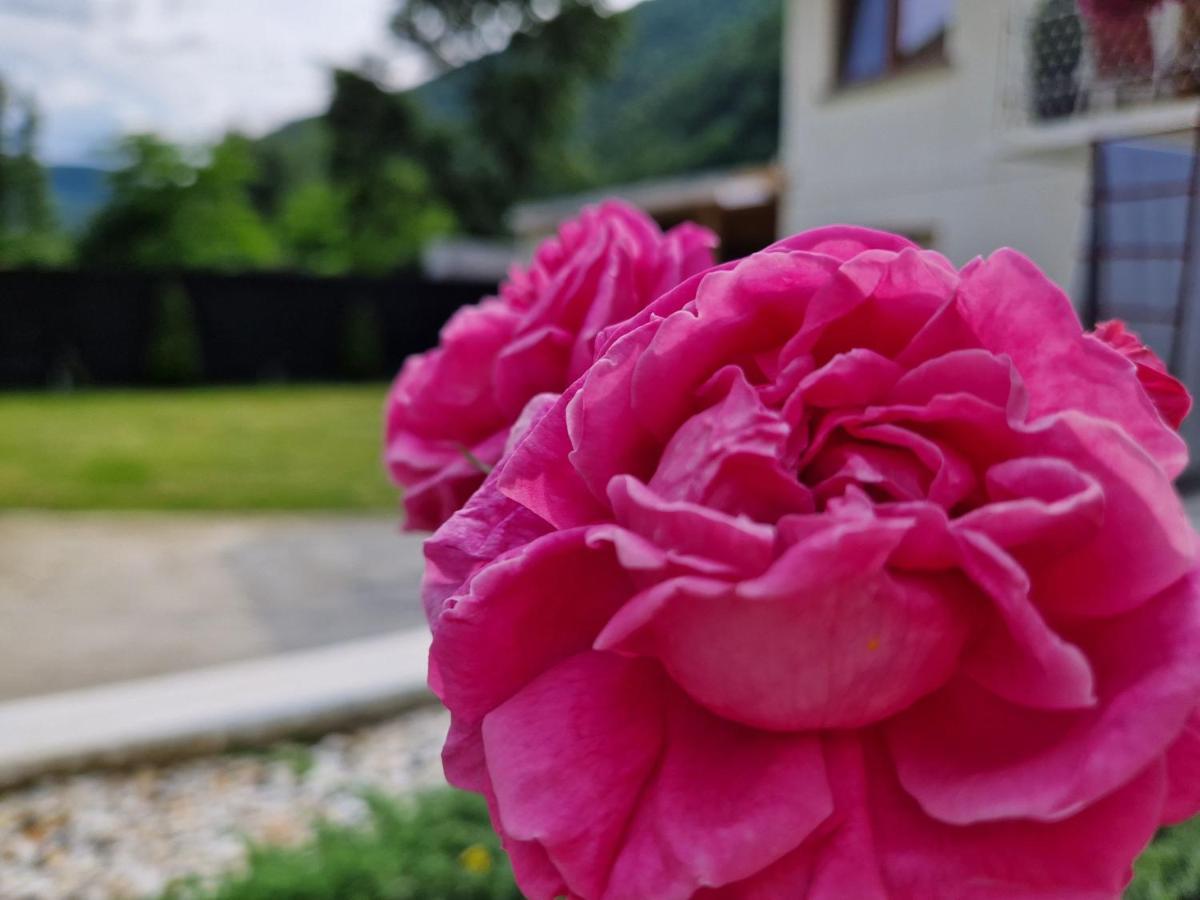 Renate House Hotel Herkulesfürdő Kültér fotó